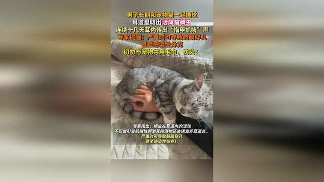 耳中取出活体猫螨虫