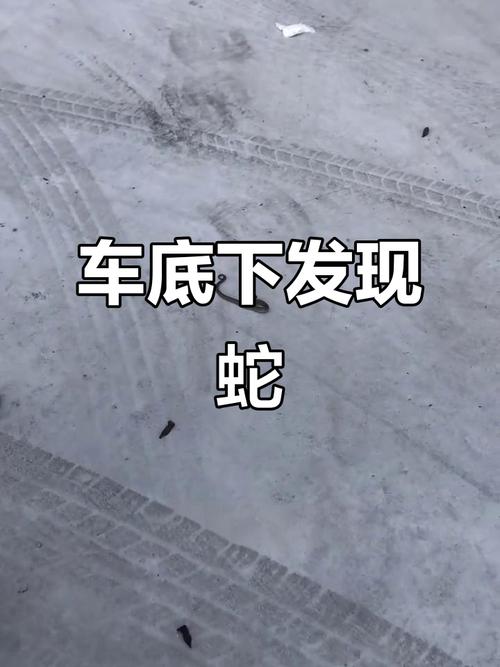 2025新澳门王中王正版和小区惊现2米滑鼠蛇与小区惊现2米滑鼠蛇什么意思