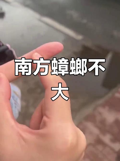 2025新澳门天天开奖结果和北京现带翅膀大蟑螂与北方带翅膀的蟑螂